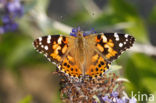 Distelvlinder (Vanessa cardui)