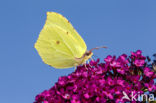 Brimstone (Gonepteryx rhamni)