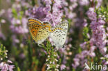 Bruine vuurvlinder (Lycaena tityrus) 