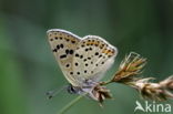 Brown Argus (Aricia agestis)