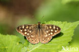 Speckled Wood (Pararge aegeria)