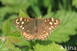 Speckled Wood (Pararge aegeria)