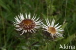 Carline Thistle (Carlina vulgaris)