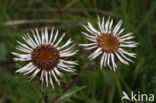 Carline Thistle (Carlina vulgaris)