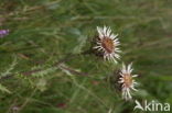 Carline Thistle (Carlina vulgaris)