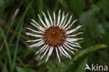 Carline Thistle (Carlina vulgaris)