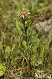 Carline Thistle (Carlina vulgaris)