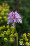 three-toothed orchid (Neotinea tridentata)