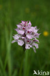 Drietandorchis (Neotinea tridentata)