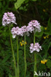 Drietandorchis (Neotinea tridentata)