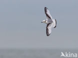 Black-legged Kittiwake (Rissa tridactyla)