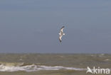 Black-legged Kittiwake (Rissa tridactyla)