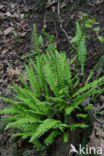 Dubbelloof (Blechnum spicant) 