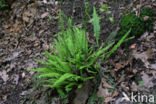 Dubbelloof (Blechnum spicant) 