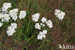 Yarrow (Achillea millefolium Cerise Queen)