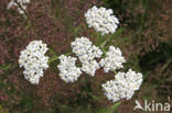 Yarrow (Achillea millefolium Cerise Queen)