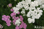 Duizendblad (Achillea millefolium Cerise Queen)