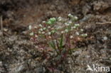 Allseed (Radiola linoides)