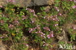 Echte gamander (Teucrium chamaedrys) 