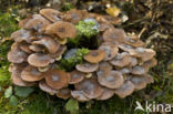 Honey Mushroom (Armillaria mellea)