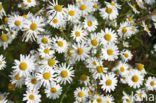 Wild Camomile (Matricaria recutita)