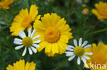 Wild Camomile (Matricaria recutita)