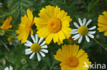 Wild Camomile (Matricaria recutita)