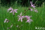 Echte koekoeksbloem (Lychnis flos-cuculi)