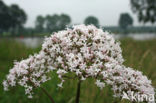Common Valerian (Valeriana officinalis)