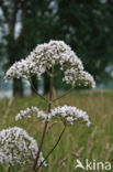 Common Valerian (Valeriana officinalis)