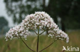 Common Valerian (Valeriana officinalis)
