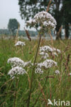 Common Valerian (Valeriana officinalis)