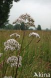 Common Valerian (Valeriana officinalis)