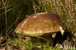 Eekhoorntjesbrood (Boletus edulis)