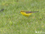 Engelse Kwikstaart (Motacilla flava flavissima)