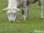 Yellow Wagtail (Motacilla flava flavissima)