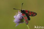 Burnet Moth (Zygaena carniolica)