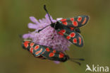 Esparcette zygaena (Zygaena carniolica)