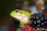 European Tree Frog (Hyla arborea)