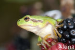 European Tree Frog (Hyla arborea)