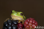 European Tree Frog (Hyla arborea)