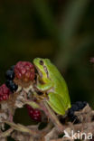 Europese boomkikker (Hyla arborea) 