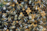 honey bee (Apis mellifera mellifera)