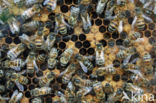 Europese Honingbij (Apis mellifera mellifera)