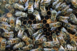 honey bee (Apis mellifera mellifera)