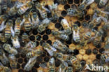 Europese Honingbij (Apis mellifera mellifera)