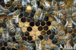 Europese Honingbij (Apis mellifera mellifera)