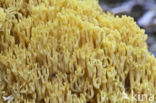 Felgele koraalzwam (Ramaria lutea)