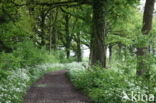 Cow Parsley (Anthriscus sylvestris)