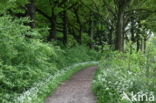 Cow Parsley (Anthriscus sylvestris)